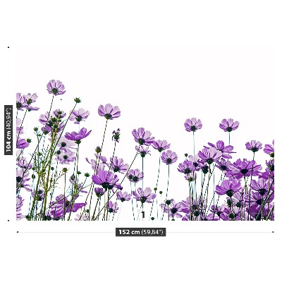 Fotótapéta virágok kozmosz