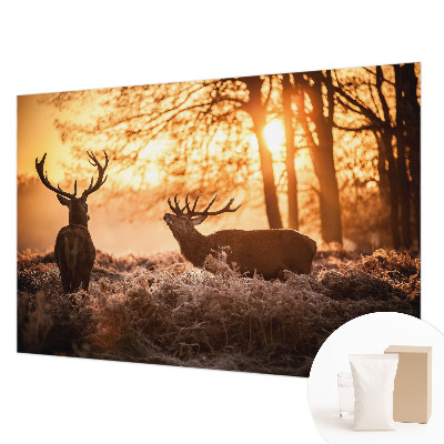 Fotótapéta Szarvas reggel