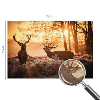 Fotótapéta Szarvas reggel