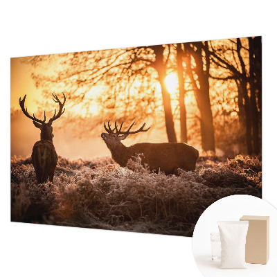 Fotótapéta Szarvas reggel