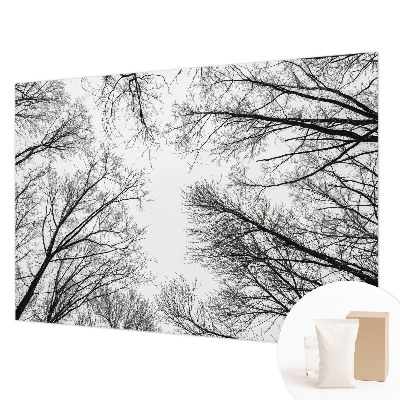 Fotótapéta Csupasz ágak