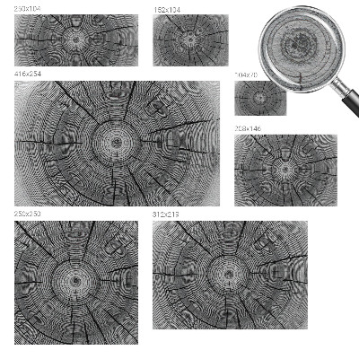 Modern fotótapéta Erdő harmóniája