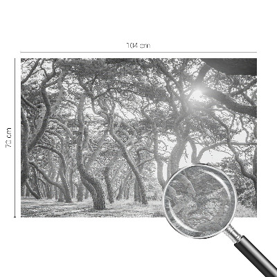 Fotótapéta méretre hálószobába Légköri erdő