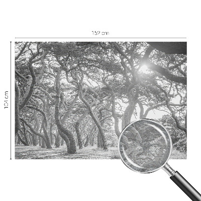 Fotótapéta méretre hálószobába Légköri erdő