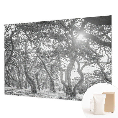 Fotótapéta méretre hálószobába Légköri erdő