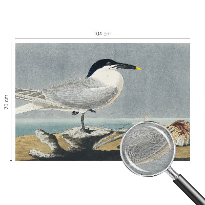 Fotótapéta méretre Madártani elegancia