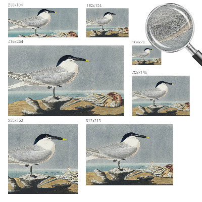 Fotótapéta méretre Madártani elegancia