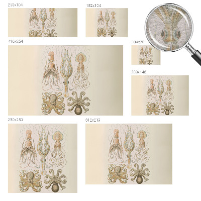 Vlies fotótapéta Tengeri élővilág