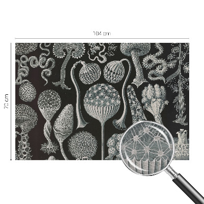 Vlies fotótapéta falra Varázslatos növények