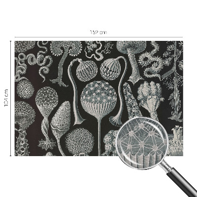 Vlies fotótapéta falra Varázslatos növények