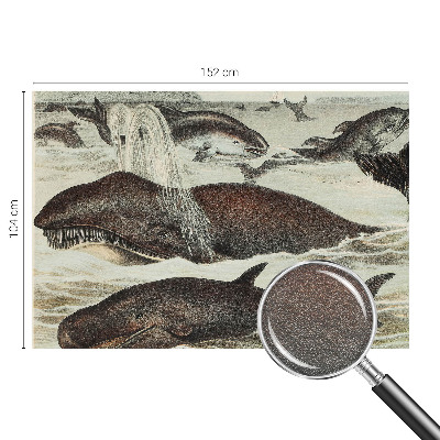 Vlies alapú fotótapéta Tengeri élőlények