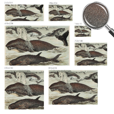 Vlies alapú fotótapéta Tengeri élőlények