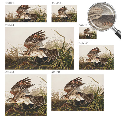 Vlies fotótapéta Szárnyas szépség