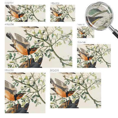 Vlies fotótapéta nappaliba Színes madarak