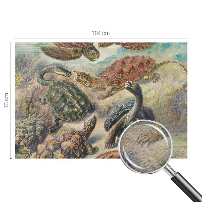 Fotó poszter tapéta Teknős fauna