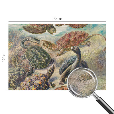 Fotó poszter tapéta Teknős fauna