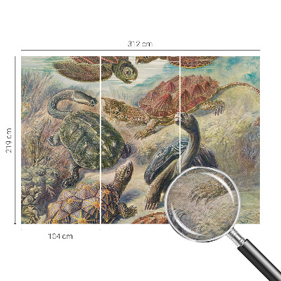 Fotó poszter tapéta Teknős fauna