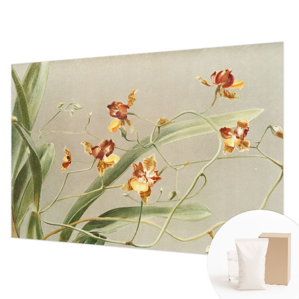 Vlies fotótapéta falra Klasszikus orchideák