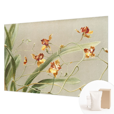 Vlies fotótapéta falra Klasszikus orchideák