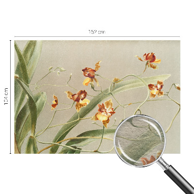 Vlies fotótapéta falra Klasszikus orchideák