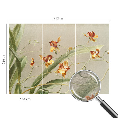 Vlies fotótapéta falra Klasszikus orchideák