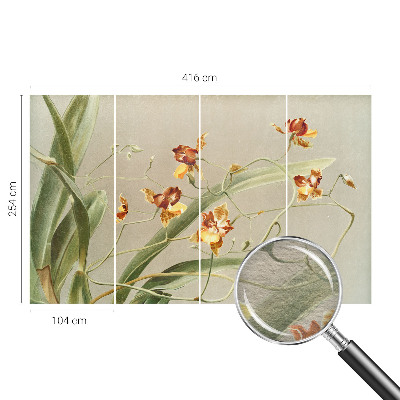Vlies fotótapéta falra Klasszikus orchideák
