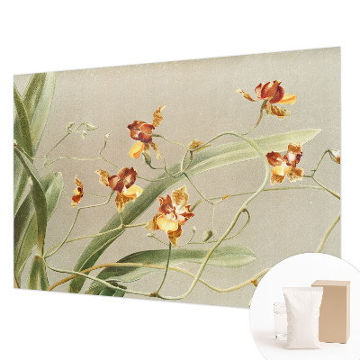 Vlies fotótapéta falra Klasszikus orchideák
