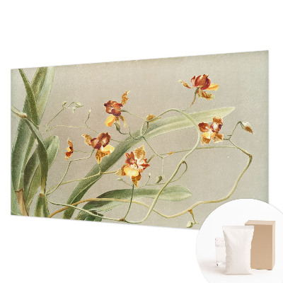 Vlies fotótapéta falra Klasszikus orchideák