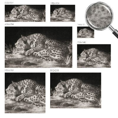 Fotótapéta hálószobába Leopárd pihen