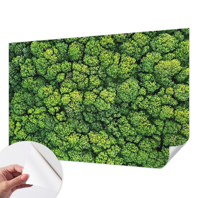 Fotótapéta 3D Erdei panoráma