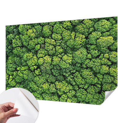 Fotótapéta 3D Erdei panoráma
