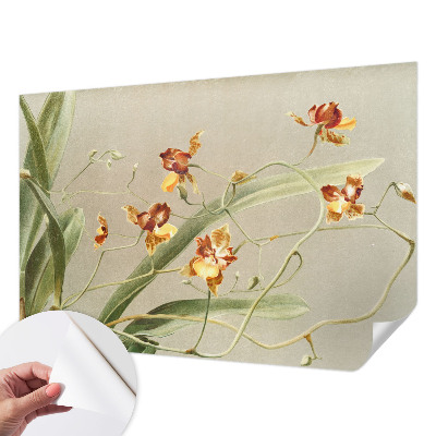 69D fotótapéta Klasszikus orchideák