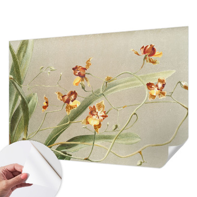 69D fotótapéta Klasszikus orchideák