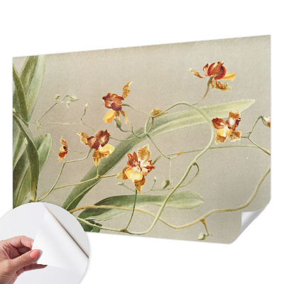 69D fotótapéta Klasszikus orchideák