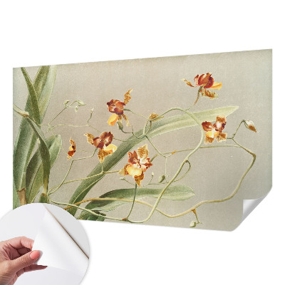 69D fotótapéta Klasszikus orchideák