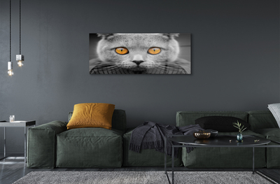Akrilkép Gray brit macska