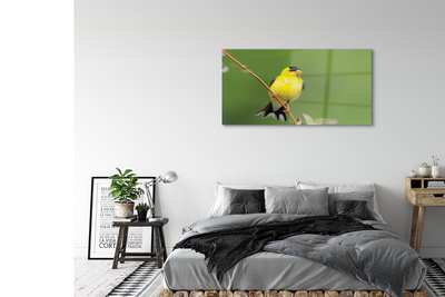 Akrilkép sárga papagáj