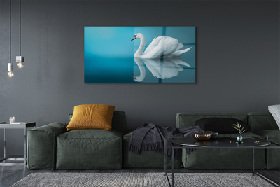Akrilkép Swan vízben
