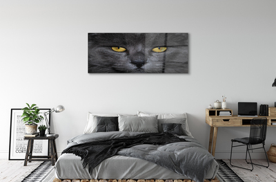 Akrilkép Fekete macska