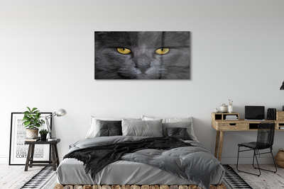Akrilkép Fekete macska