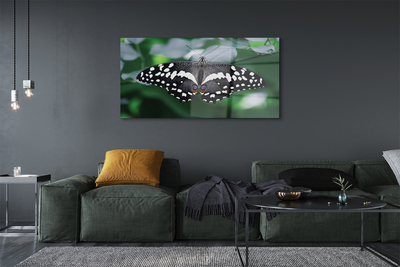 Akrilkép Színes pillangó levelek