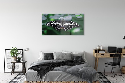Akrilkép Színes pillangó levelek