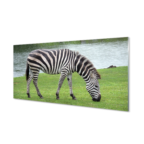 Akrilkép zebra