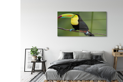 Akrilkép Színes papagáj egy ágon
