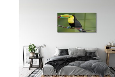 Akrilkép Színes papagáj egy ágon