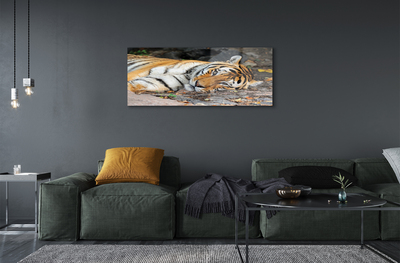 Akrilkép fekvő tigris