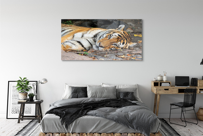 Akrilkép fekvő tigris