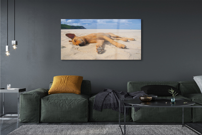 Akrilkép Fekvő kutya strand