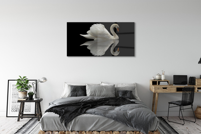 Akrilkép Swan az éjszaka