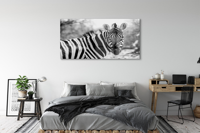 Akrilkép retro zebra